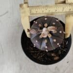 ASTROPHYTUM ASTERIAS “Purple”  Nº 752 – vaso 09