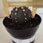 ASTROPHYTUM ASTERIAS “Purple”  Nº 814 – vaso 15