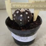 ASTROPHYTUM ASTERIAS “Purple”  Nº 816 – vaso 14