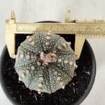 ASTROPHYTUM ASTERIAS Nº 700 – vaso 15