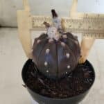 ASTROPHYTUM ASTERIAS “Purple”  Nº 813 – vaso 09