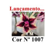 ENXERTO 11974 – 20cm (cor LM 1007)