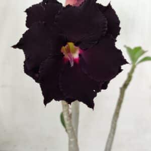 Planta Dobrada 2870 – 30cm – 02 anos