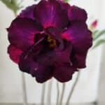 Planta Dobrada 2873 – 35cm – 03 anos