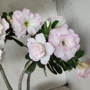 Planta Dobrada 2880 – 40cm – 03 anos