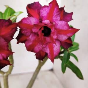 Planta Dobrada 2883 – 30cm – 02 anos