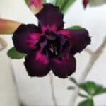 Planta Dobrada 2892 – 35cm – 03 anos