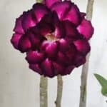 Planta Dobrada 2893 – 40cm – 03 anos