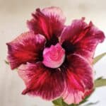 Planta Dobrada 2911 – 30cm – 02 anos