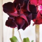 Planta Dobrada 2912 – 35cm – 03 anos