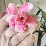 Planta Dobrada 2921 – 45cm – 04 anos