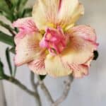 Planta Dobrada 2922 – 45cm – 03 anos