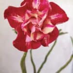 Planta Dobrada 2928 – 30cm – 02 anos