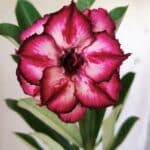 Planta Dobrada 2934 – 30cm – 02 anos