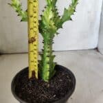 Euphorbia Trigona "Variegata" - Nº 11 - vaso 11 (24cm)