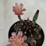 GYMNOCALYCIUM Mihanovichii  Nº 405 – vaso 11