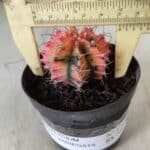 GYMNOCALYCIUM Mihanovichii Variegata Nº 470 – vaso 09