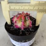 GYMNOCALYCIUM Mihanovichii Variegata Nº 480 – vaso 09