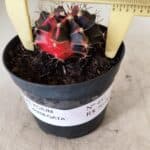 GYMNOCALYCIUM Mihanovichii Variegata Nº 481 – vaso 09