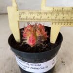 GYMNOCALYCIUM Mihanovichii Variegata Nº 482 – vaso 09