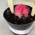 GYMNOCALYCIUM Mihanovichii Variegata Nº 485 – vaso 09