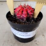 GYMNOCALYCIUM Mihanovichii Variegata Nº 487 – vaso 09