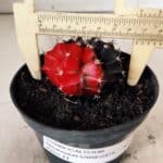 GYMNOCALYCIUM Mihanovichii Variegata Nº 488 – vaso 11