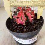 GYMNOCALYCIUM Mihanovichii Variegata Nº 490 – vaso 11