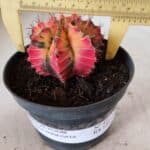 GYMNOCALYCIUM Mihanovichii Variegata Nº 491 – vaso 11