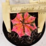 GYMNOCALYCIUM Mihanovichii Variegata Nº 495 – vaso 09