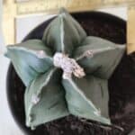 MATRIZ ASTROPHYTUM cv KIKKO  Nº 730 – vaso 15