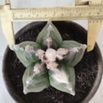 MATRIZ ASTROPHYTUM cv KIKKO  Nº 766 – vaso 15