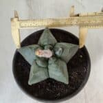 MATRIZ ASTROPHYTUM cv KIKKO  Nº 800 – vaso 15