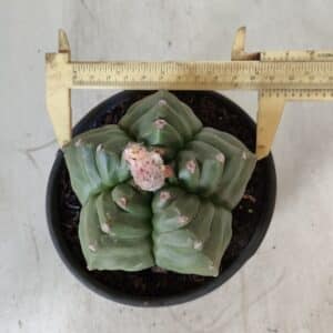 ASTROPHYTUM cv KIKKO  Nº 801 – vaso 15