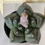 ASTROPHYTUM cv KIKKO  Nº 802 – vaso 15