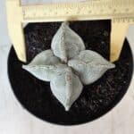 ASTROPHYTUM MYRIOSTIGMA "4 QUINAS" Nº 643 – vaso 15