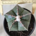 ASTROPHYTUM MYRIOSTIGMA Nº 700 – vaso 15