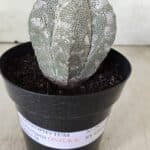 ASTROPHYTUM MYRIOSTIGMA Onzuka  Nº 282 – vaso 15
