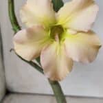 Planta Simples 2669 – 30cm – 02 anos