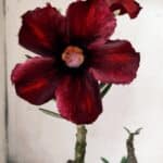 Planta Simples 2671 – 30cm – 02 anos