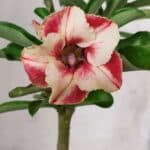 Planta Simples 2672 – 30cm – 02 anos