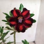 Planta Simples 2701 – 30cm – 02 anos