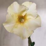 Planta Simples 2702 – 30cm – 02 anos