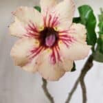 Planta Simples 2703 – 30cm – 02 anos