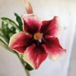 Planta Simples 2716 – 30cm – 02 anos