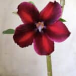 Planta Simples 2721 – 30cm – 02 anos