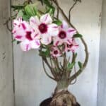 Planta Simples 2722 – 60cm – 05 anos