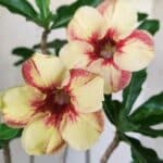 Planta Simples 2724 – 30cm – 02 anos