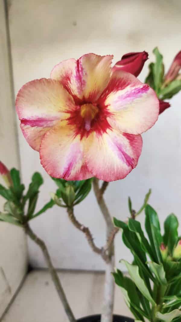 Planta Simples 2741 – 30cm – 02 anos - Imagem 1