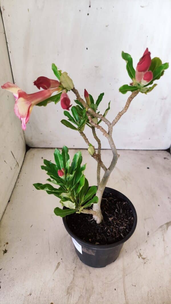 Planta Simples 2741 – 30cm – 02 anos - Imagem 6